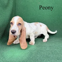 Peony, a female Basset Hound for sale in Nicholls, GA – 9 of 10