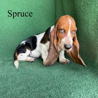 Spruce, a male Basset Hound for sale in Nicholls, GA – 5 of 7