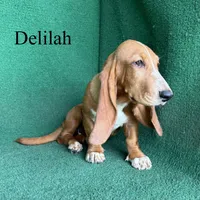 Delilah, a female Basset Hound for sale in Nicholls, GA – 4 of 10