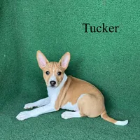 Tucker, a male Basenji for sale in Nicholls, GA – 7 of 9