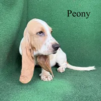 Peony, a female Basset Hound for sale in Nicholls, GA – 6 of 10