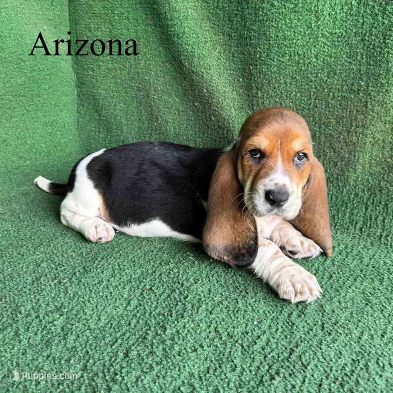 Arizona, a female Basset Hound for sale in Nicholls, GA – Photo 1 of 4