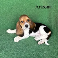 Arizona, a female Basset Hound for sale in Nicholls, GA – Photo 3 of 4