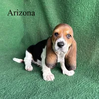 Arizona, a female Basset Hound for sale in Nicholls, GA – Photo 2 of 4