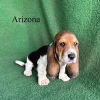 Arizona, a female Basset Hound for sale in Nicholls, GA – Photo 4 of 4