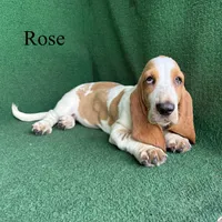 Rose, a female Basset Hound for sale in Nicholls, GA – 7 of 10