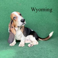 Wyoming, a male Basset Hound for sale in Nicholls, GA – 2 of 10