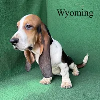 Wyoming, a male Basset Hound for sale in Nicholls, GA – 9 of 10