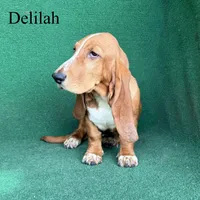 Delilah, a female Basset Hound for sale in Nicholls, GA – 6 of 10