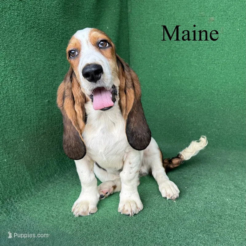 Maine - Long Hair – Basset Hound puppy for sale in Nicholls, GA