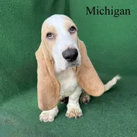 Michigan, a male Basset Hound for sale in Nicholls, GA – 3 of 10