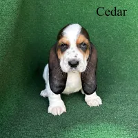 Cedar, a male Basset Hound for sale in Nicholls, GA – Photo 2 of 6