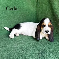 Cedar, a male Basset Hound for sale in Nicholls, GA – Photo 5 of 6