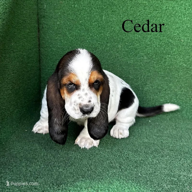 Cedar – Basset Hound puppy for sale in Nicholls, GA