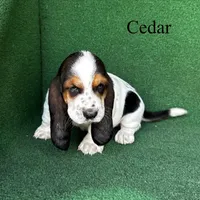 Cedar, a male Basset Hound for sale in Nicholls, GA – Photo 4 of 6