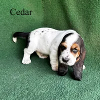 Cedar, a male Basset Hound for sale in Nicholls, GA – Photo 6 of 6