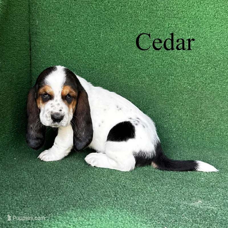 Cedar – Basset Hound puppy for sale in Nicholls, GA