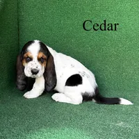 Cedar, a male Basset Hound for sale in Nicholls, GA – Photo 1 of 6
