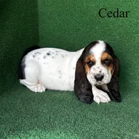 Cedar, a male Basset Hound for sale in Nicholls, GA – Photo 3 of 6