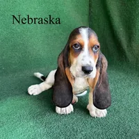 Nebraska , a male Basset Hound for sale in Nicholls, GA – Photo 4 of 4