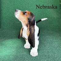Nebraska , a male Basset Hound for sale in Nicholls, GA – Photo 3 of 4