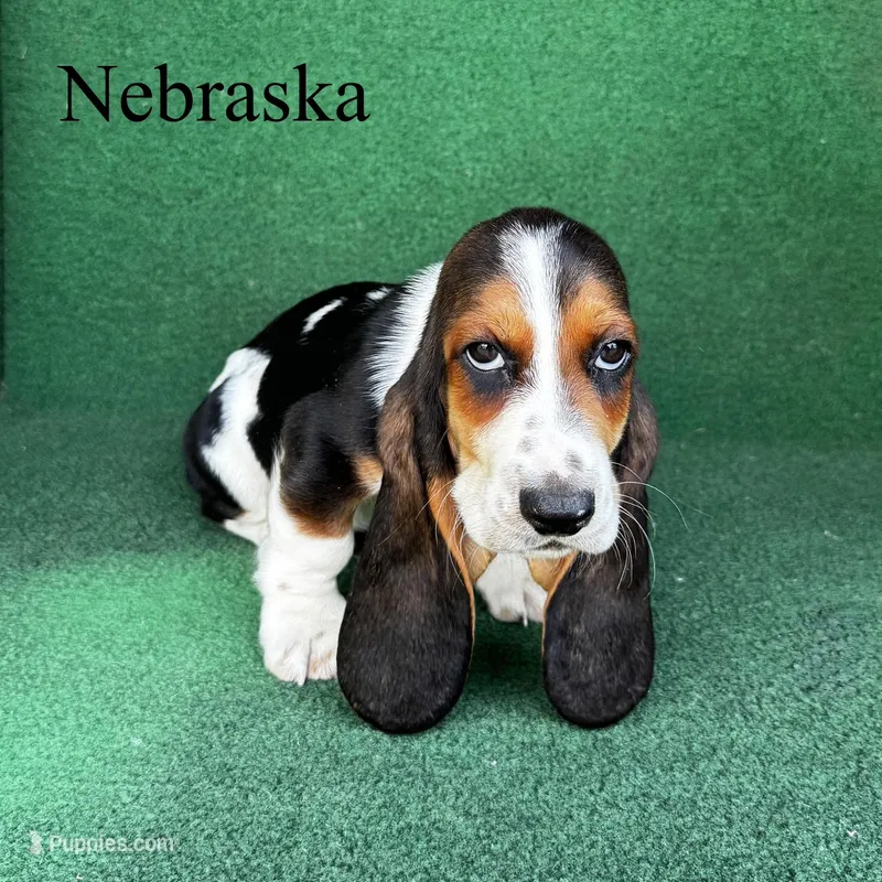 Nebraska  – Basset Hound puppy for sale in Nicholls, GA