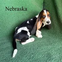 Nebraska , a male Basset Hound for sale in Nicholls, GA – Photo 2 of 4