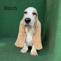 Birch, a male Basset Hound for sale in Nicholls, GA – 2 of 9