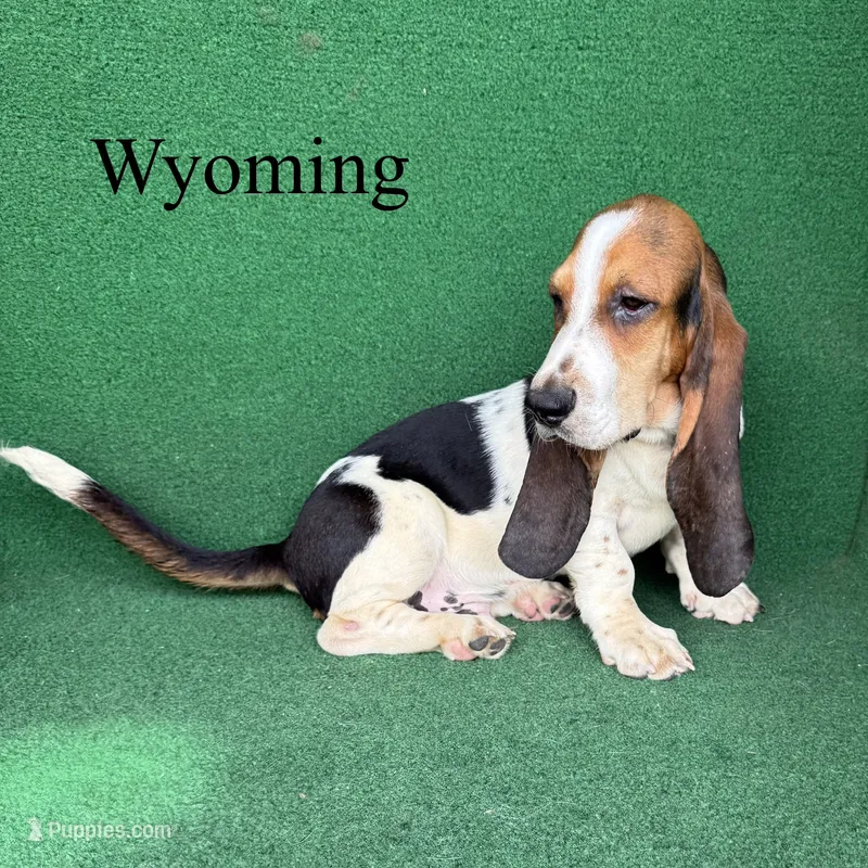 Wyoming – Basset Hound puppy for sale in Nicholls, GA