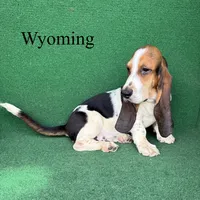 Wyoming, a male Basset Hound for sale in Nicholls, GA – 1 of 10