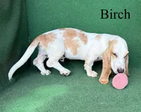Birch, a male Basset Hound for sale in Nicholls, GA – 3 of 9