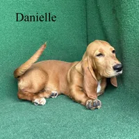 Danielle, a female Basset Hound for sale in Nicholls, GA – 6 of 9