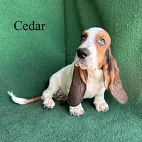 Cedar, a male Basset Hound for sale in Nicholls, GA – 7 of 10