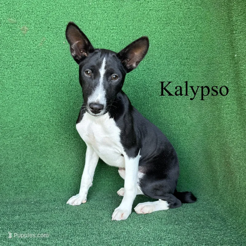 Kalypso – Basenji puppy for sale in Nicholls, GA