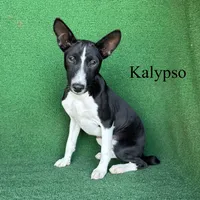 Kalypso, a female Basenji for sale in Nicholls, GA – 1 of 9