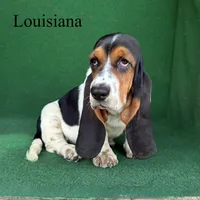 Louisiana, a female Basset Hound for sale in Nicholls, GA – 5 of 7