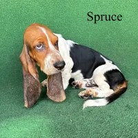 Spruce, a male Basset Hound for sale in Nicholls, GA – 4 of 7