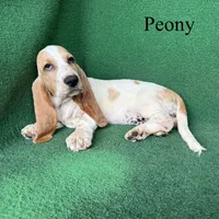 Peony, a female Basset Hound for sale in Nicholls, GA – 5 of 10