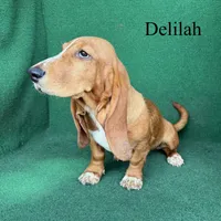Delilah, a female Basset Hound for sale in Nicholls, GA – 7 of 10