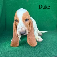 Duke, a female Basset Hound for sale in Nicholls, GA – 4 of 4