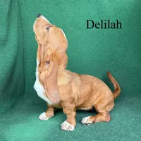 Delilah, a female Basset Hound for sale in Nicholls, GA – 10 of 10