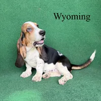 Wyoming, a male Basset Hound for sale in Nicholls, GA – 4 of 10