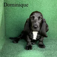 Dominique, a female Basset Hound for sale in Nicholls, GA – 3 of 10