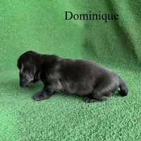 Dominique, a female Basset Hound for sale in Nicholls, GA – Photo 3 of 7