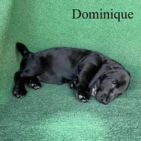 Dominique, a female Basset Hound for sale in Nicholls, GA – 9 of 10