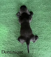 Dominique, a female Basset Hound for sale in Nicholls, GA – Photo 5 of 7