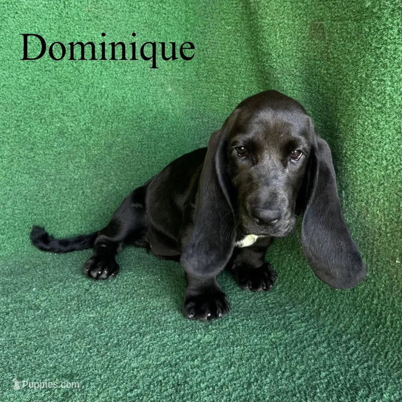 Dominique – Basset Hound puppy for sale in Nicholls, GA