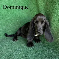 Dominique, a female Basset Hound for sale in Nicholls, GA – 1 of 10