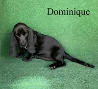 Dominique, a female Basset Hound for sale in Nicholls, GA – 5 of 10