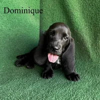 Dominique, a female Basset Hound for sale in Nicholls, GA – Photo 2 of 4